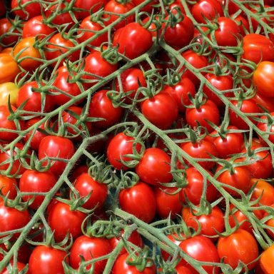 Cherrytomaten von Gartenbau Theo Germes