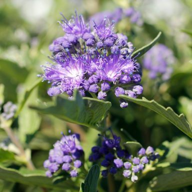 Caryopteris Blüte