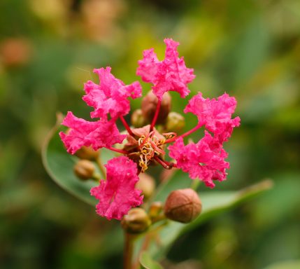 Lagerstroemia Blüte in Pink von Gartenbau Udo Keysers